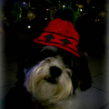 sparky bij de kerstboom. hij vind het leuk om met de muts te spelen!!

Xx