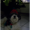 sparky alweer bij de kerstboom!

XX