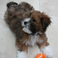 Lhasa Apso