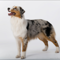 Australian Shepherd