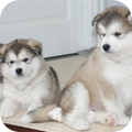 Alaskan Malamute