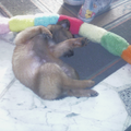 Hier ligt onze hond Rosco te slapen, of het nou echt lekker ligt? ik weet het niet :-)