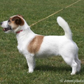 Jack Russell Terrier