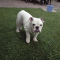 faith als pup,, ik denk dat ze hierop zo'n 5 maanden was...