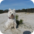 West Highland White Terrier