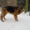 Oud Duitse Herdershond