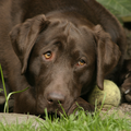 Labrador