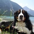 Berner Sennenhond