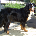 Berner Sennenhond