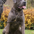 Cane Corso Italiano