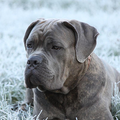 Cane Corso Italiano
