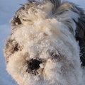 kyra vind het geweldig in de sneeuw