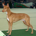 Pharao hond