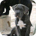 Cane Corso Italiano