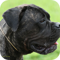 Cane Corso Italiano