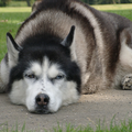 Siberische Husky