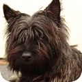 Cairn Terrier