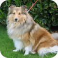 Sheltie