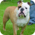 Engelse Bulldog