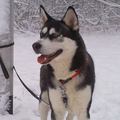 Siberische Husky
