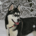 Siberische Husky