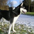 Siberische Husky