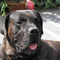 Dogo Canario