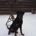 Rottweiler