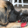Leonberger