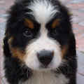 Berner Sennenhond