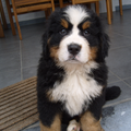 Berner Sennenhond