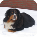 Berner Sennenhond