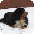 Berner Sennenhond