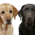 Labrador