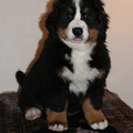 Berner Sennenhond