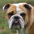 Engelse Bulldog