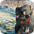 Labrador