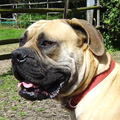 Boerboel