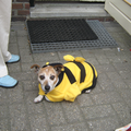 Joey is de jack russell van mijn moeder. Joey houdt niet van carnaval! Het maja de bij pakje wat ik voor hem had gekocht is dus ook meteen weer uitgegaan. Misschien dat mijn eigen pup het straks eens wil proberen ;-)