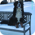 Berner Sennenhond