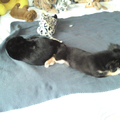 Gizmo's 3e puppy-spuitje! 22/02/2010
