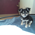 Gizmo's 3e puppy-spuitje! 22/02/2010