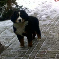 Berner Sennenhond