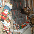 Voor Joekie was dit haar eerste kerst, De kerstboom had niet haar interesse, de cadeautjes des te meer.
