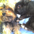 Mijn yorkshire terrier met mijn dwergkonijntje.