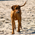 Rhodesian Ridgeback