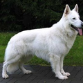Berger Blanc Suisse