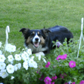 hmmm wat ruiken die bloemen lekker 
en zijn ook soms lekker (hahaha)