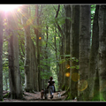 Onzalige bossen (Veluwe)