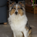 Sheltie
